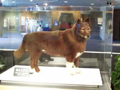 Il famoso cane Balto imbalsamato e custodito al Museo di Storia Naturale a Cleveland